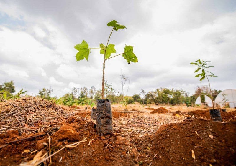 A close up images of two seedlings