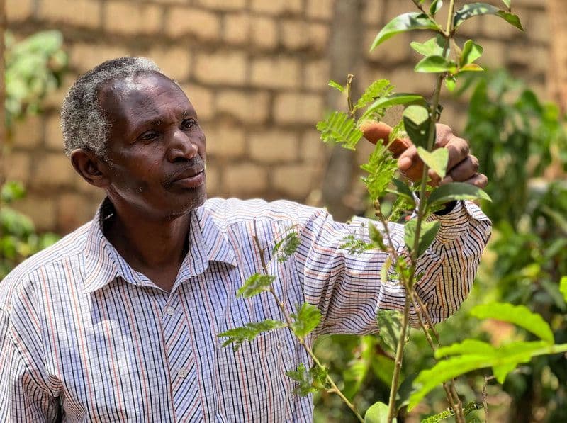 A close up photo of a man inspecting a seedling