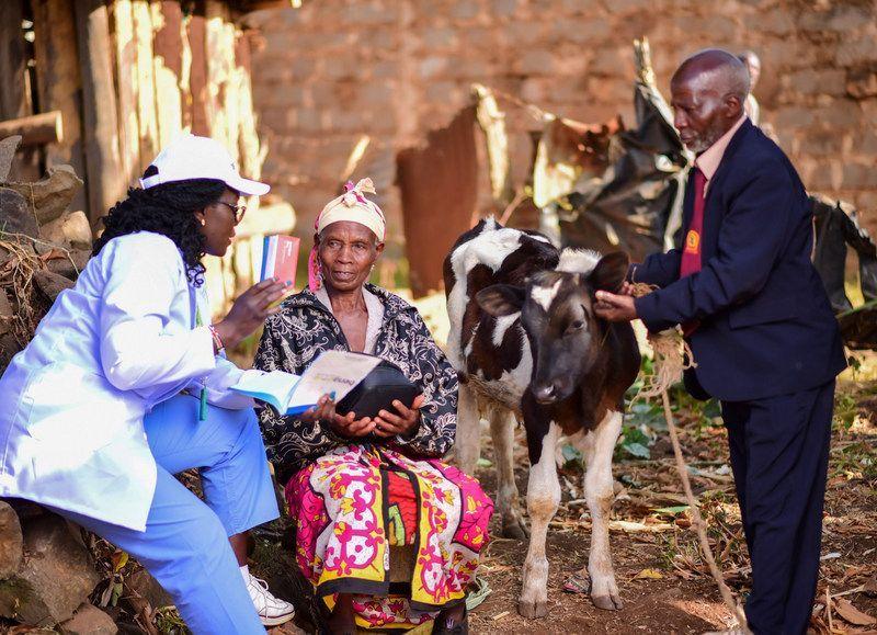 A photo with a nurse explaining something to an elderly woman. To the right is an elderly man holding on a calf's ears.