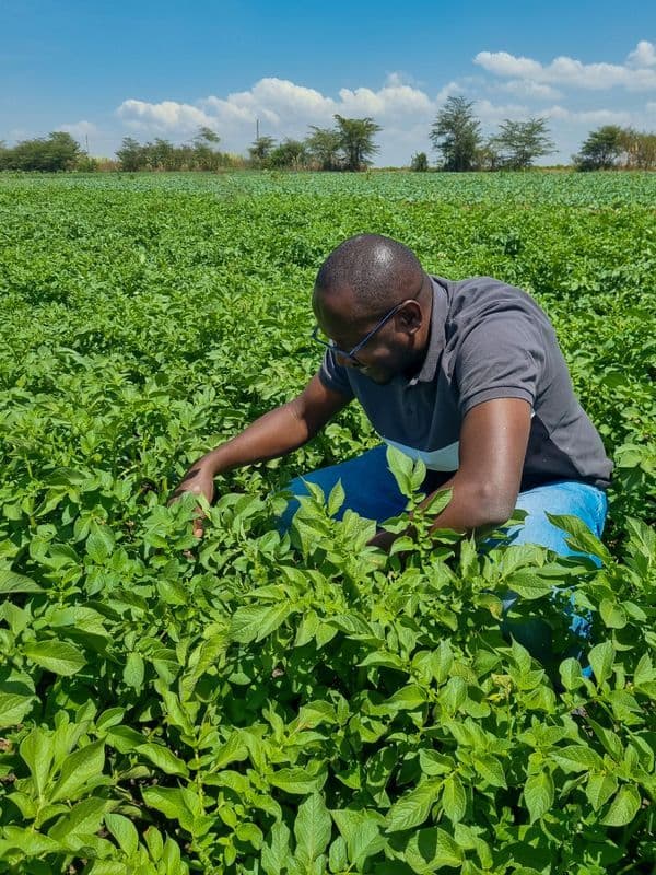 A photo of a man squatted in the middle of a plantation of sweet potatoes